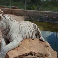 Aseguran dos tigres de bengala en Baca, Yucatán
