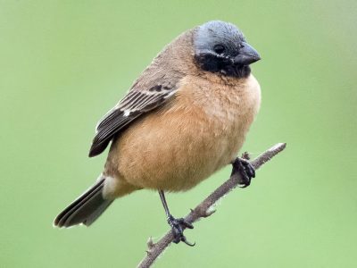 Curiosidades del Capuchino Iberá, la pequeña ave que llama la atención de la ciencia alrededor del mundo
