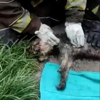 Perro rescatado de incendio es reanimado por bomberos en Iztapalapa (Video)