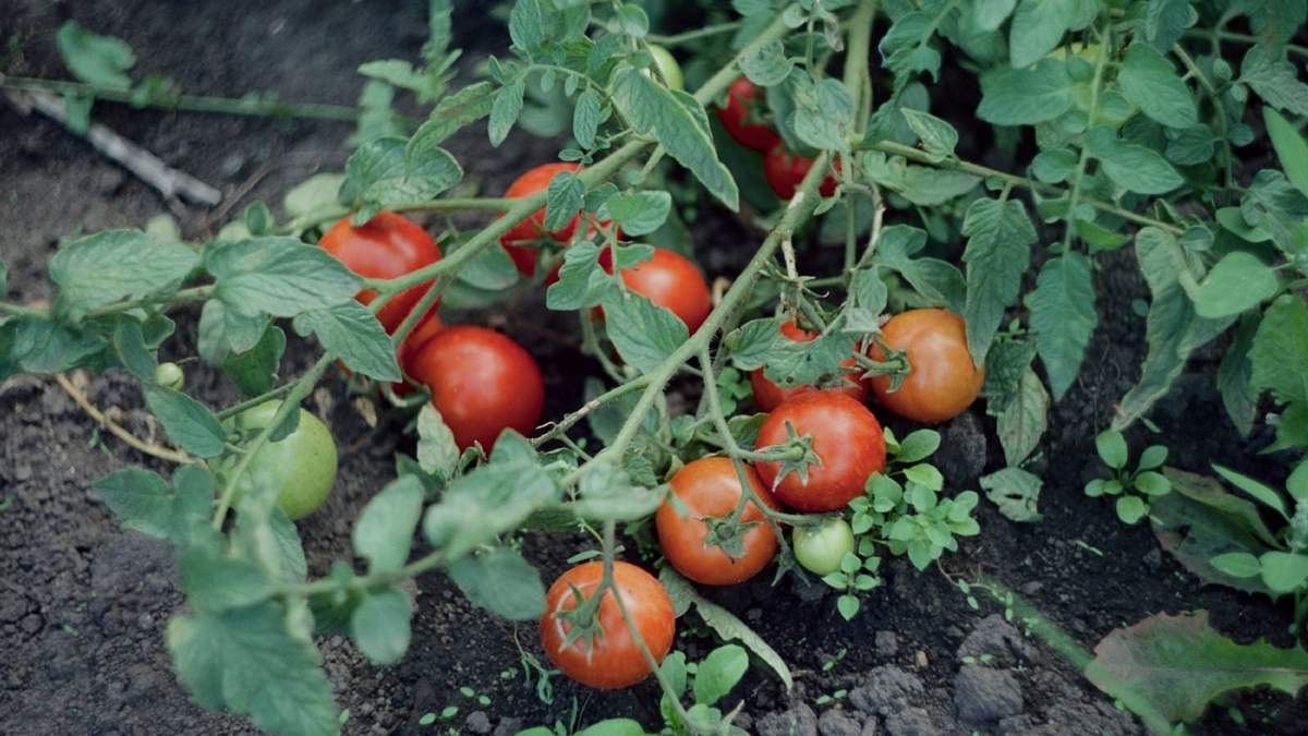 Tomates. Fuente: (Instagram)