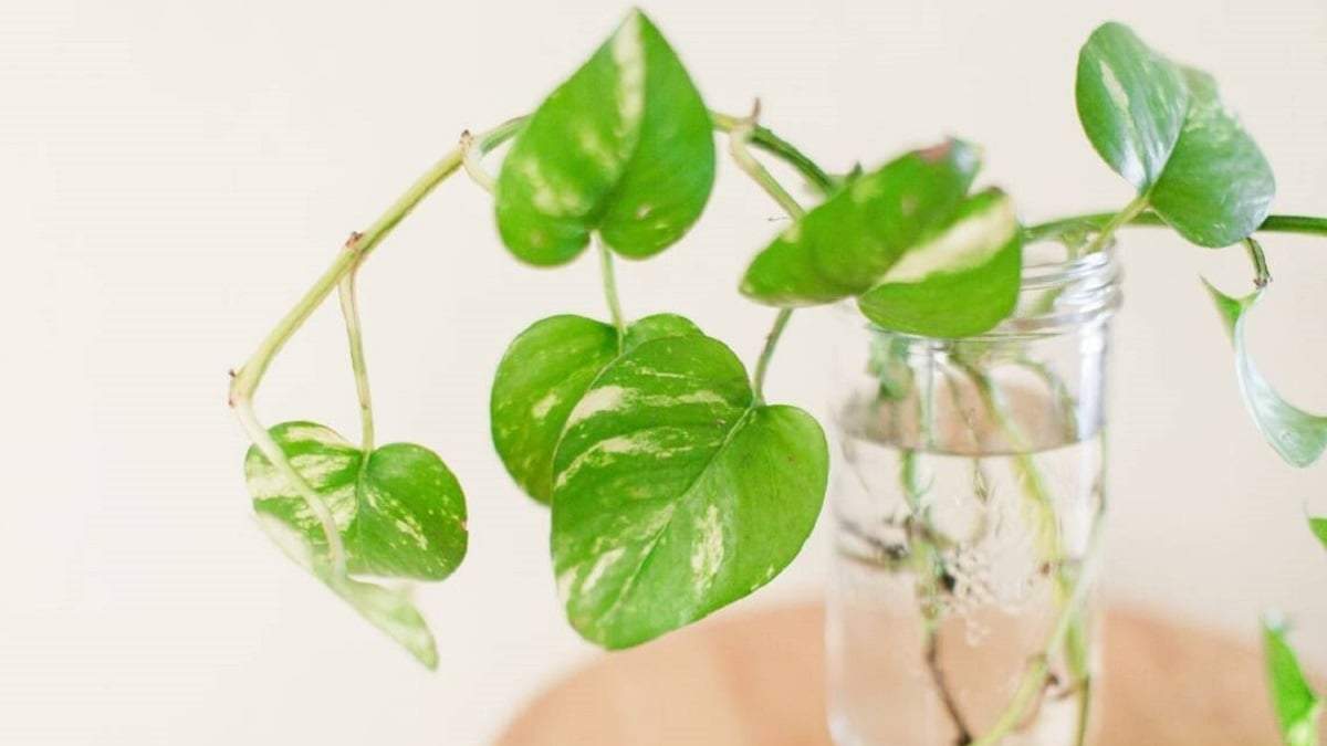 Plantas de agua. Fuente: (X)