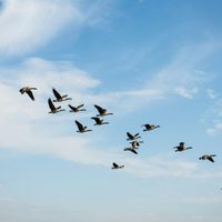 Qué significa ver una bandada de aves volando frente a vos: la respuesta te sorprenderá