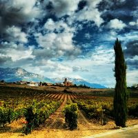 Crecen las visitas online en las Rutas del Vino de Castilla y León