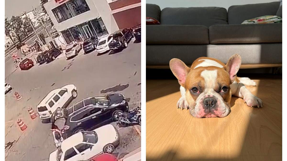 Se roban de un vehículo a Frank, un bulldog francés, en la carretera México-Querétaro, cerca de Tepotzotlán