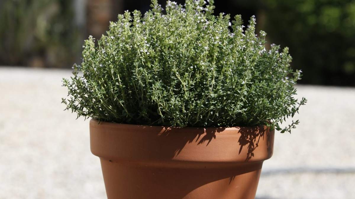 Planta. Fuente: (X)