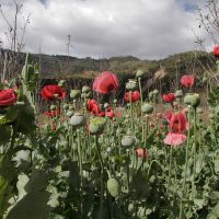 México, tercer lugar mundial en cultivo de amapola