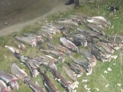 Operativo nocturno en Villa La Angostura: incautan 46 truchas y equipos de pesca por infracción