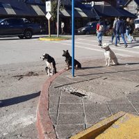 Preocupación por perros sueltos en colegios de Villa la Angostura