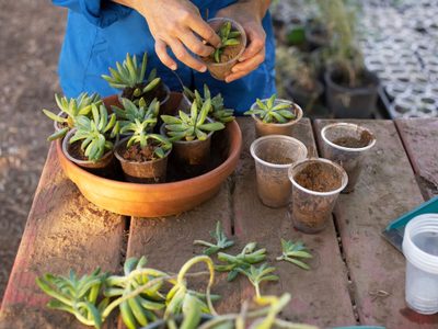 Multiplicá tus plantas sin esfuerzo: el truco que los jardineros guardan en secreto