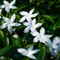 La planta exótica cuyas flores tienen un embriagante aroma y que vas a querer tener sí o sí en tu jardín