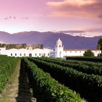 Torrontés de los valles Calchaquíes: con aromas y sabores que da la altura