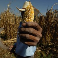 Gobierno de AMLO prohíbe el uso de maíz transgénico y del glifosato en alimentación humana