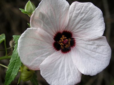La planta nativa que da las flores rosas más tiernas y hermosas, y además se propaga sola