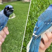 Descubrieron el primer caso de hibridación en un animal en la naturaleza