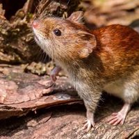 ¡Novedades! El estado actual de la contagiada de hantavirus en Neuquén