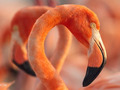 Hagerman reúne a Julieta Venegas en “Flamingos”, documental sobre las aves de Yucatán