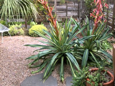 Beschorneria: la planta ideal para darle estilo al jardín y acompañar espacios con piscina