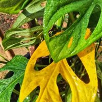 Por qué mi monstera tiene hojas amarillas: el truco de los jardineros para que esté siempre perfecta y sana