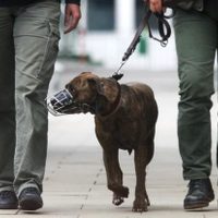 Una ordenanza regula el paseo de mascotas en espacios públicos de Plaza Huincul