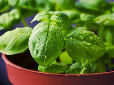 Albahaca gratis: el truco facilísimo y que seguro no conocías para conservarla en casa todo el año