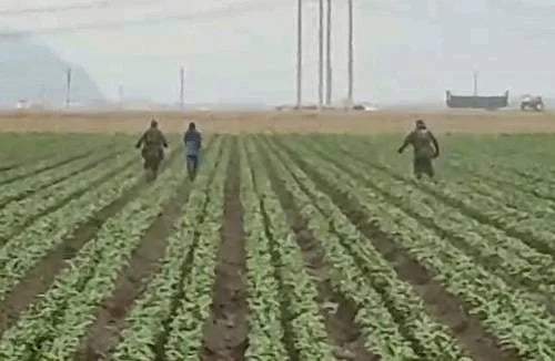 Redadas del ICE llegan a campos agrícolas de California