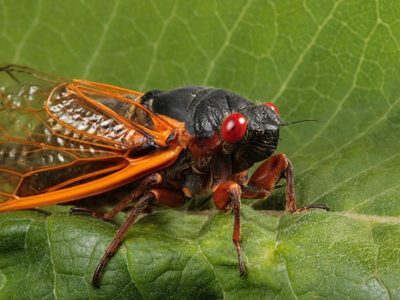 Curiosidades sobre las Cigarras: el insecto que utiliza su canto para conquistar a su compañera de vida