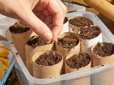 No tires los rollos de papel higiénico: así podés aprovecharlos al máximo en tu huerto o jardín