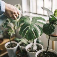 El truco para mantener tus plantas de interior brillantes y sanas con 2 ingredientes