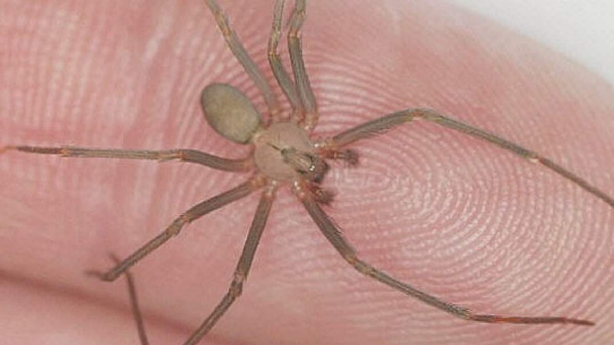 La araña violinista es una especie nocturna que se adapta a cualquier ecosistema