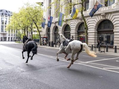 Cinco caballos militares se escapan por el centro de Londres, hieren a 4 personas y desatan el caos