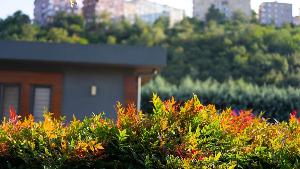 Planta. Fuente: (X)