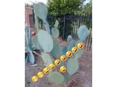 Parecen marranos al comer nopales, dice tiktoker guatemalteco a mexicanos