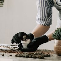 Descubrí cómo mantener vivo un cactus por 250 años