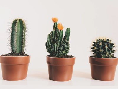 Cinco consejos para cultivar cactus fuertes y floridos en nuestro hogar