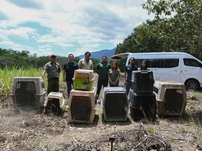 ¡Vuelven a la vida silvestre! Tamaulipas libera especies tras rehabilitación especializada