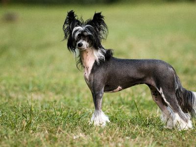 Curiosidades del China Crested: dicen que es el perro más feo pero tiene un olfato increíble y te va a robar el corazón