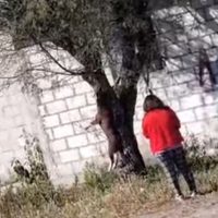 Perra “Chocolata” fue ahorcada en un árbol en Puebla; interponen denuncia ante la FGE (Video)