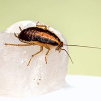 Con pocos ingredientes, prepará este repelente casero infalible para cucarachas y mosquitos