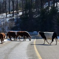 Los animales sueltos ponen en riesgo a los automovilistas y causan accidentes
