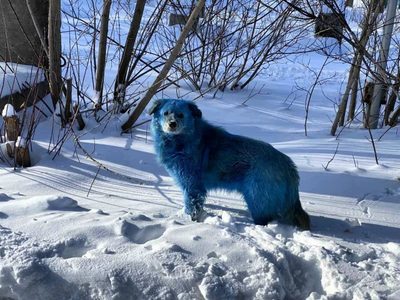 Extraño fenómeno causa revuelo en Rusia: captan imágenes de unos perros azules