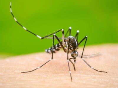 Dengue: confirmaron 36 mil nuevos casos y otros 36 fallecimientos