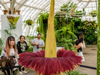¿Es posible cultivar la flor más apestosa del mundo?: detalles de este desafío