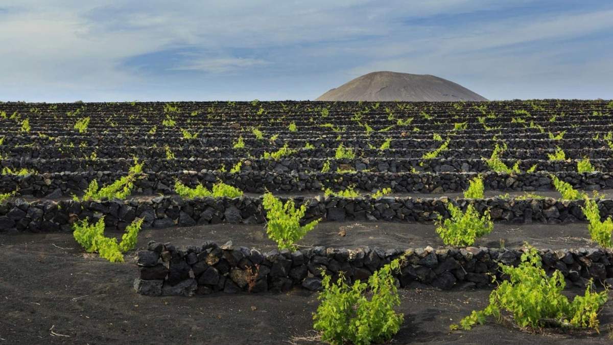 Vendimia en Islas Canarias. Fuente: (Instagram)