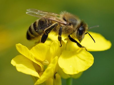 Curiosidades de las abejas, las trabajadoras incansables y pilares fundamentales para la vida en el planeta