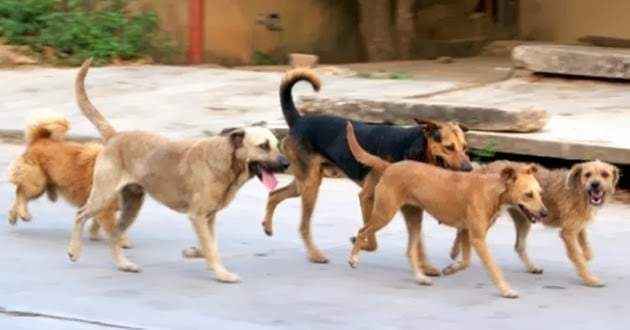 Perros callejeros. Fuente: (Twitter)