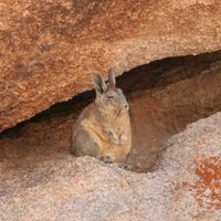 Un tesoro nacional: el Parque Nacional con vicuñas y cóndores