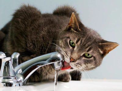 Cómo reconocer un golpe de calor en gatos