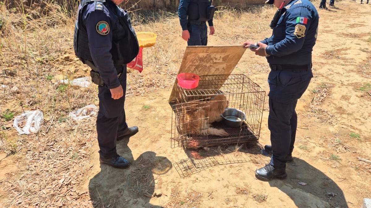 Rescate de un perro en Topilejo