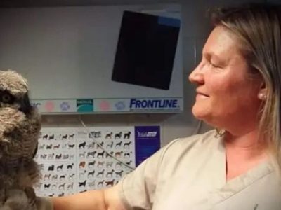 Organización que rescata animales silvestres busca ayuda para que pueda seguir funcionando