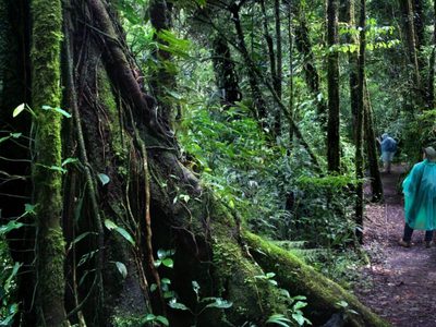 Estrategias sustentables: la forma en que Costa Rica cuidó su medio ambiente